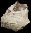 Hyaenodon Jaw Section - Nebraska #10694-1
